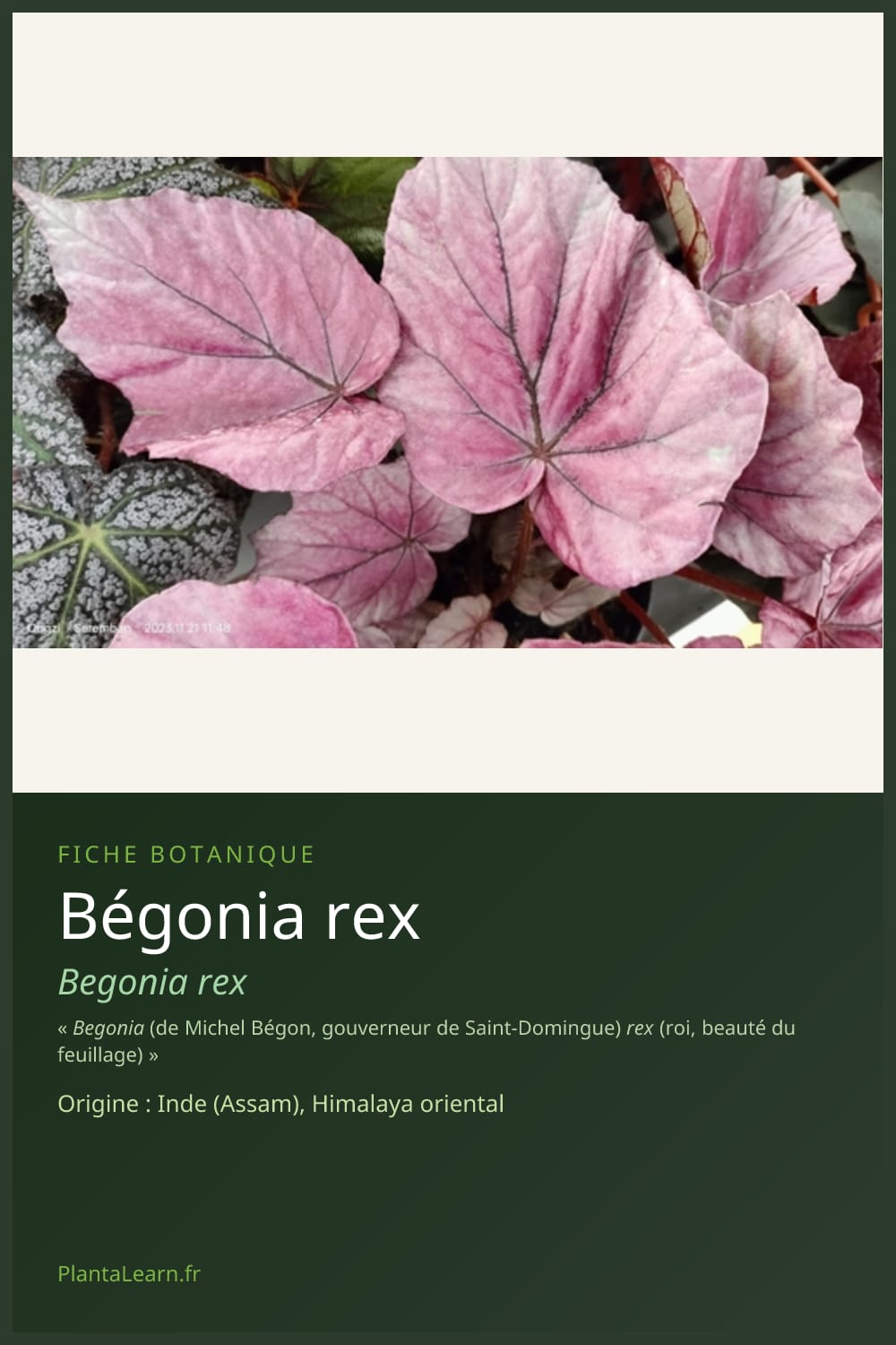 Bégonia rex — Pin Pinterest