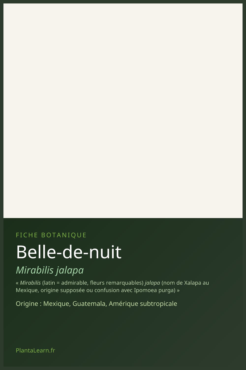 Belle-de-nuit — Pin Pinterest