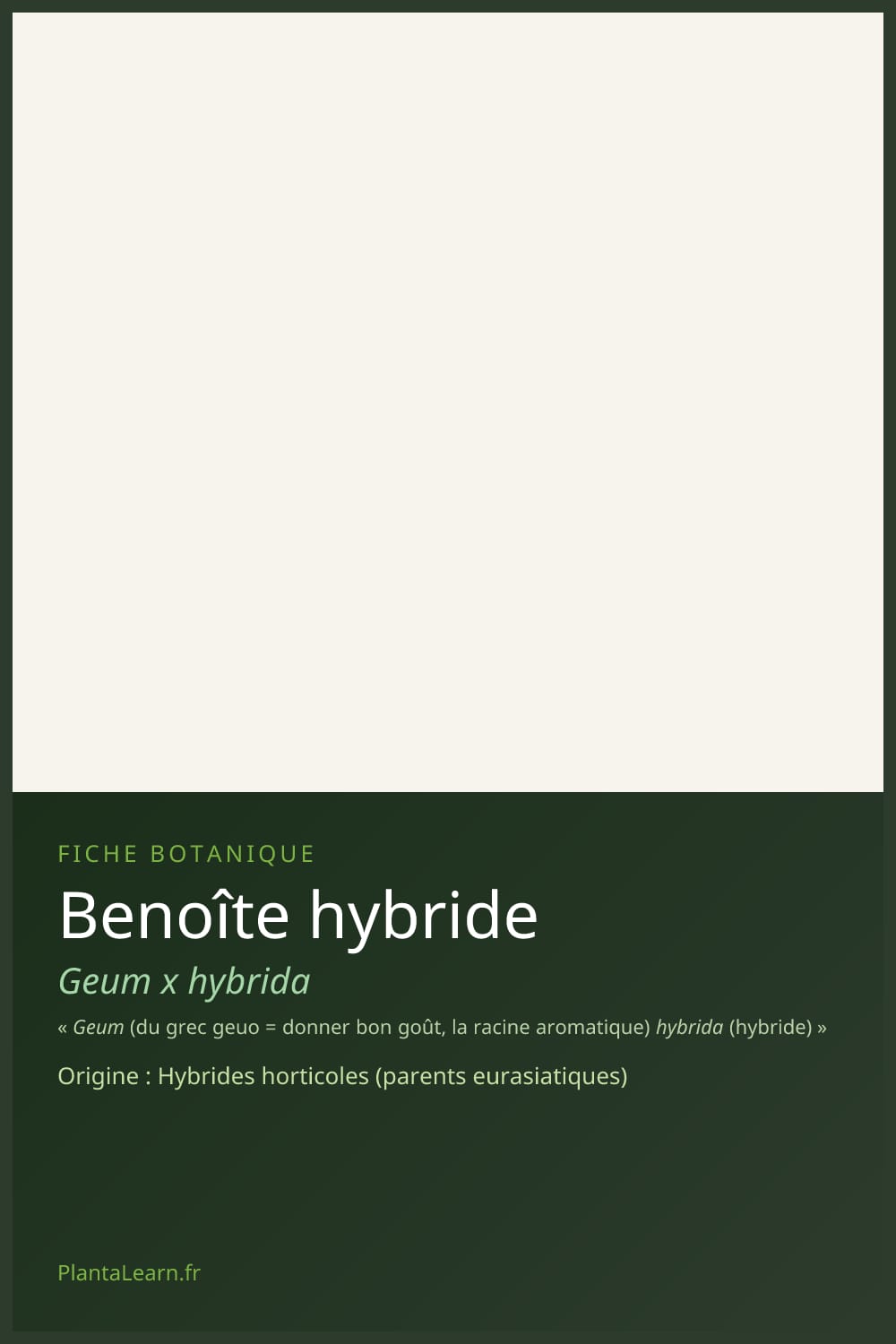 Benoîte hybride — Pin Pinterest