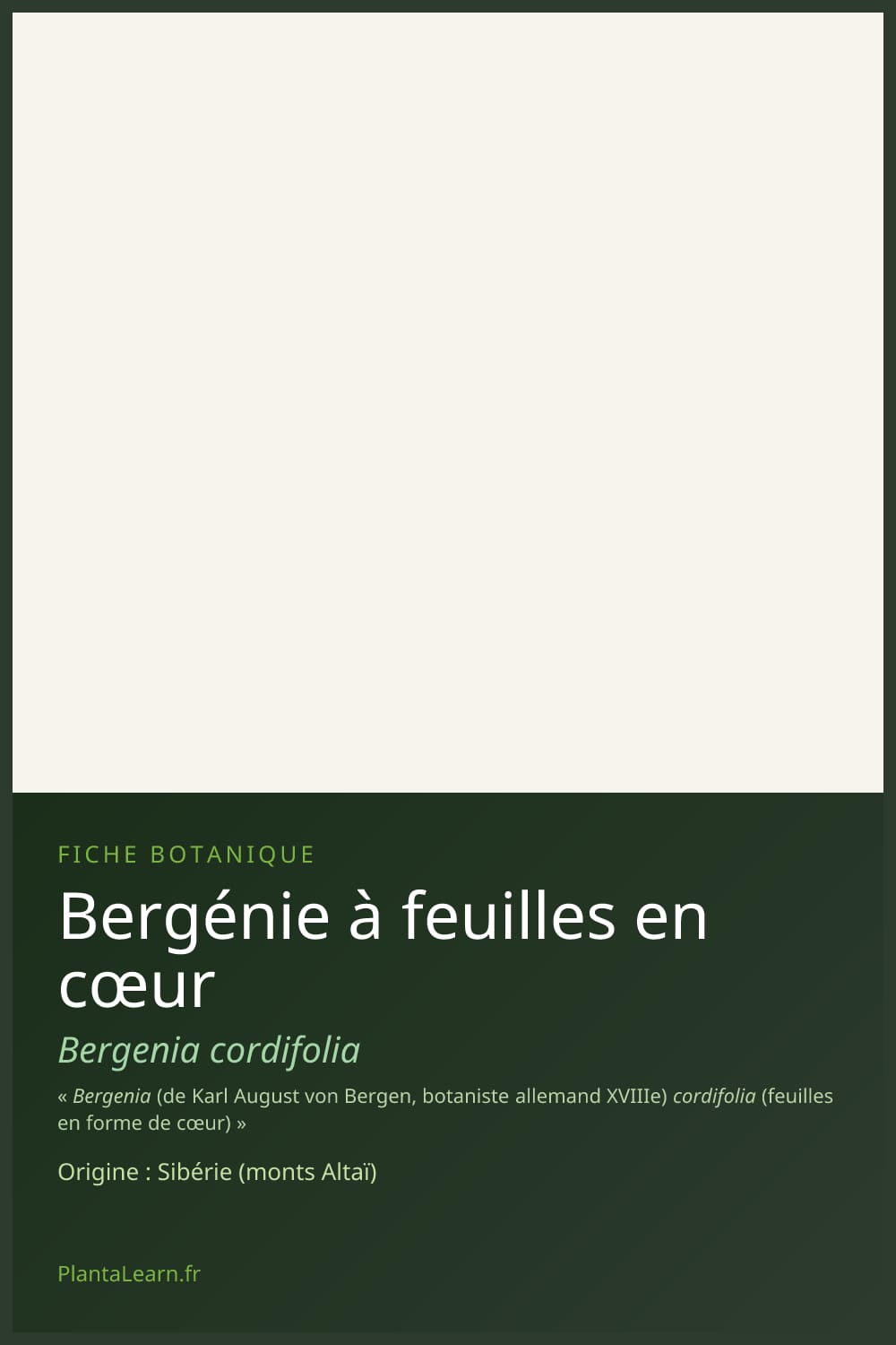 Bergénie à feuilles en cœur — Pin Pinterest