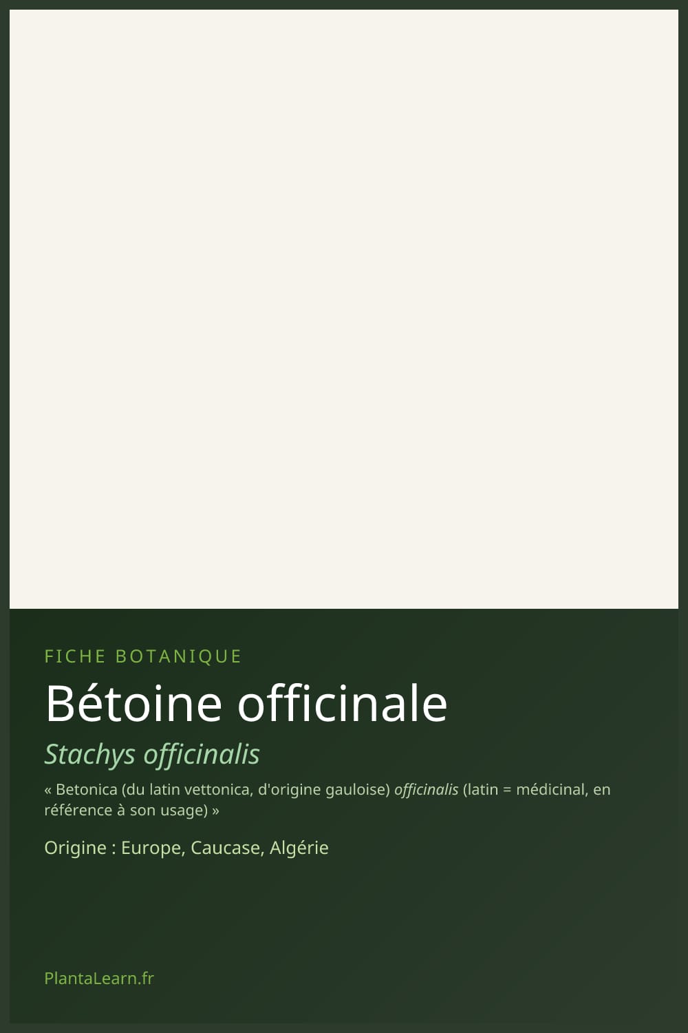 Bétoine officinale — Pin Pinterest