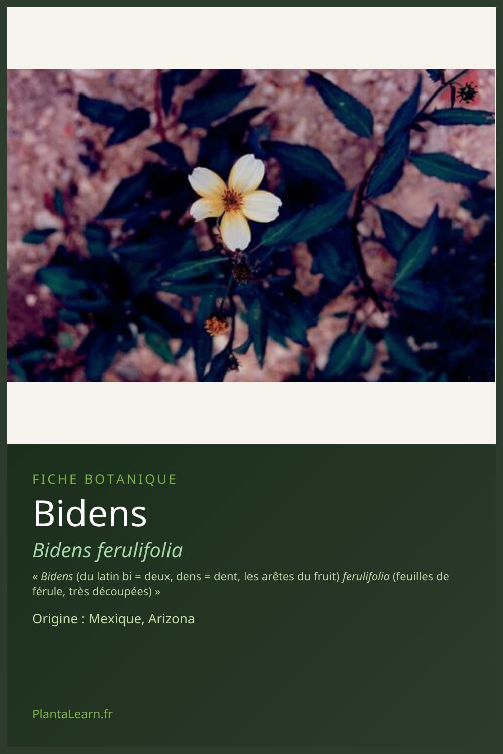 Bidens — Pin Pinterest