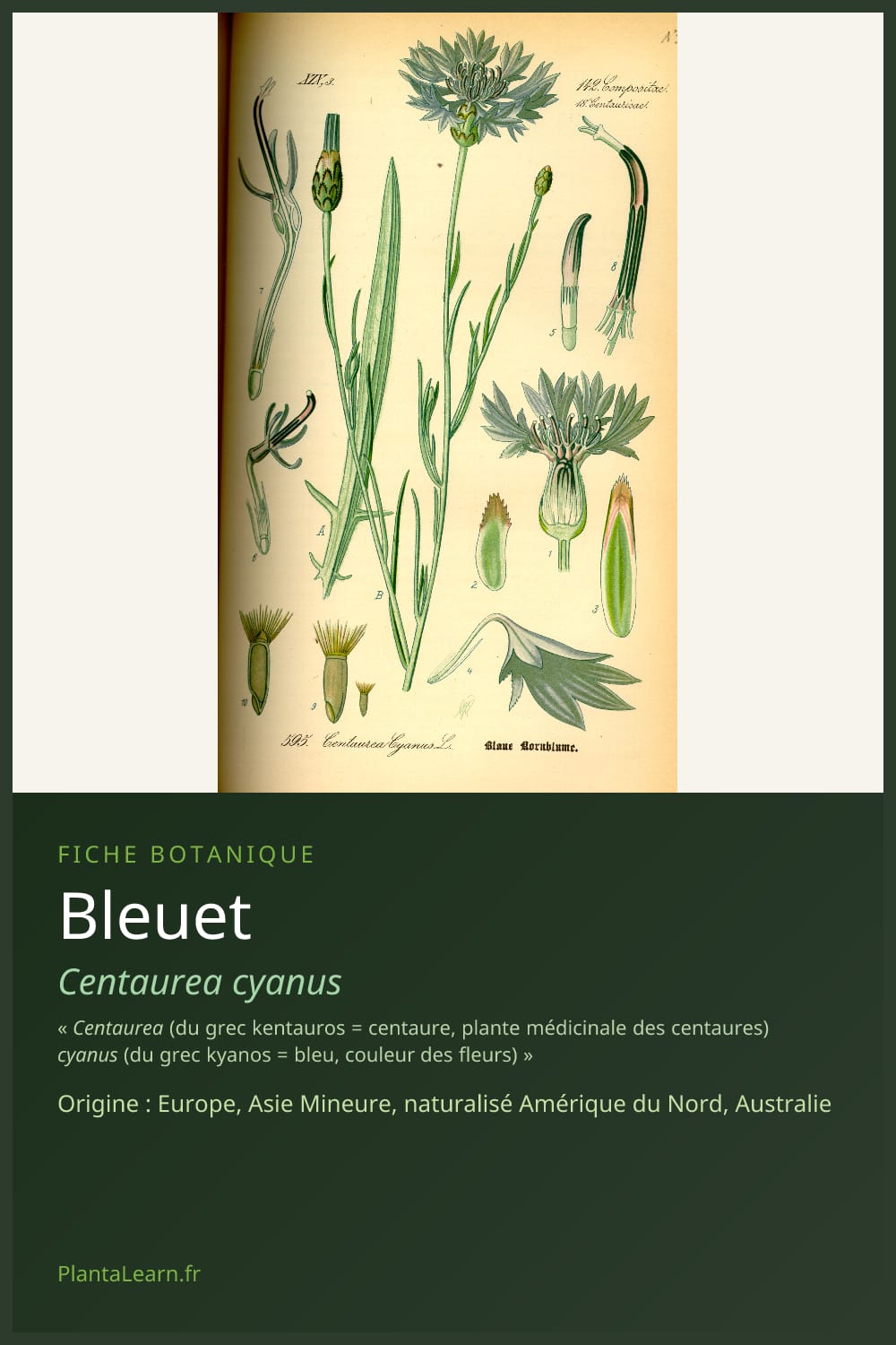 Bleuet — Pin Pinterest