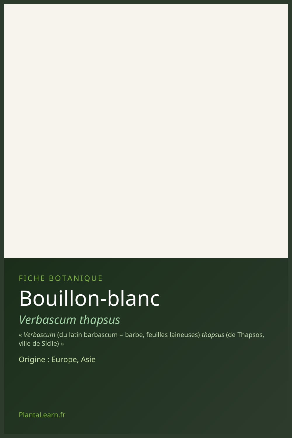 Bouillon-blanc — Pin Pinterest