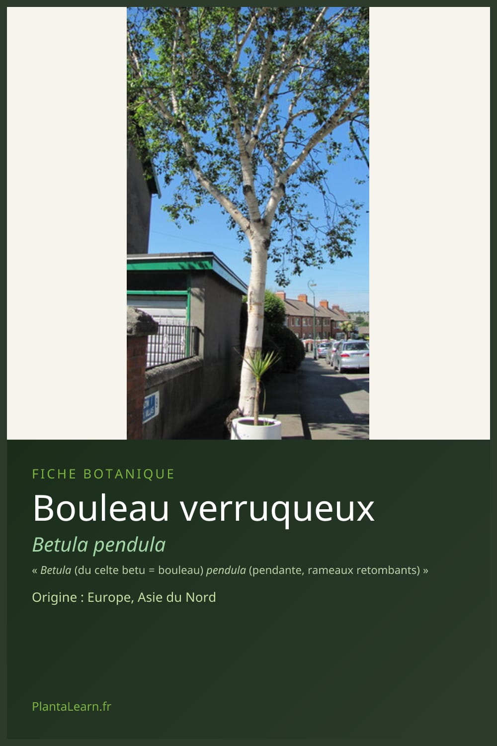 Bouleau verruqueux — Pin Pinterest