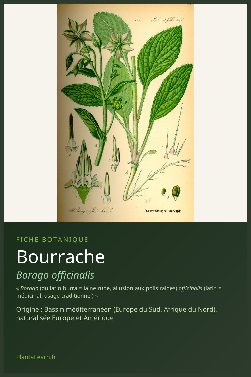 Bourrache — Pin Pinterest