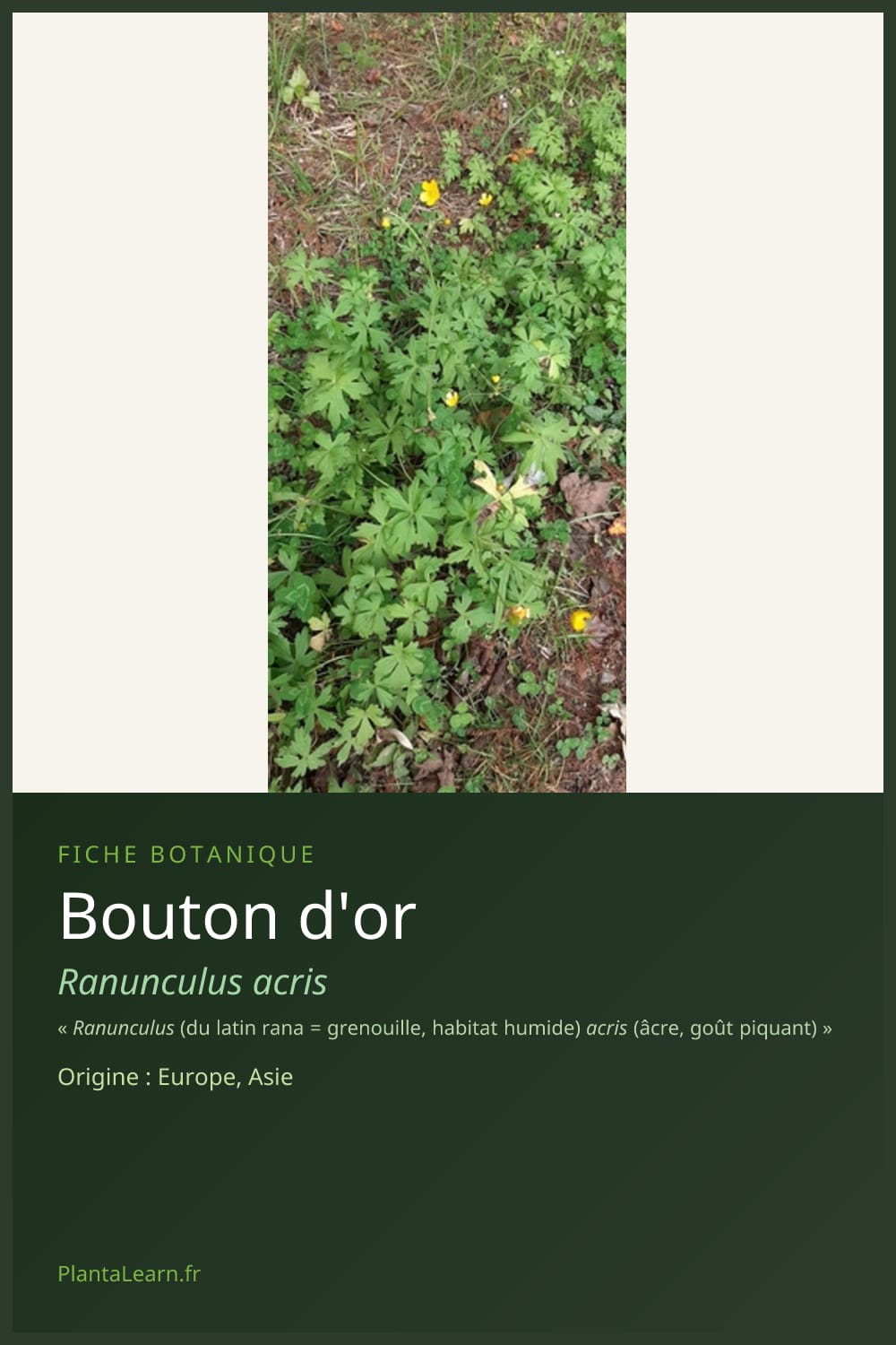 Bouton d'or — Pin Pinterest
