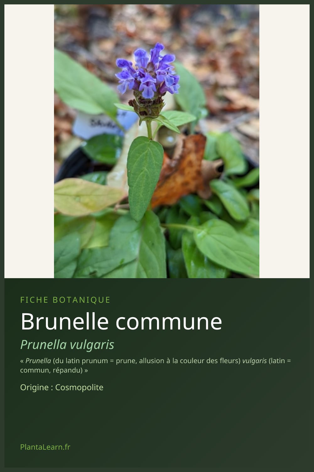 Brunelle commune — Pin Pinterest