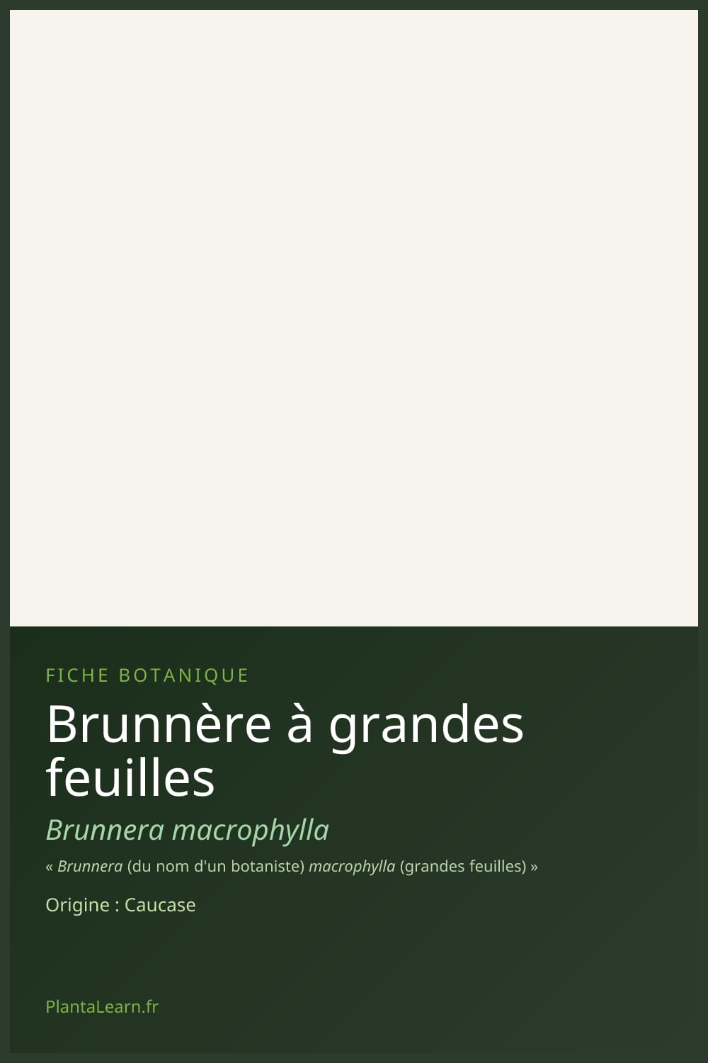 Brunnère à grandes feuilles — Pin Pinterest