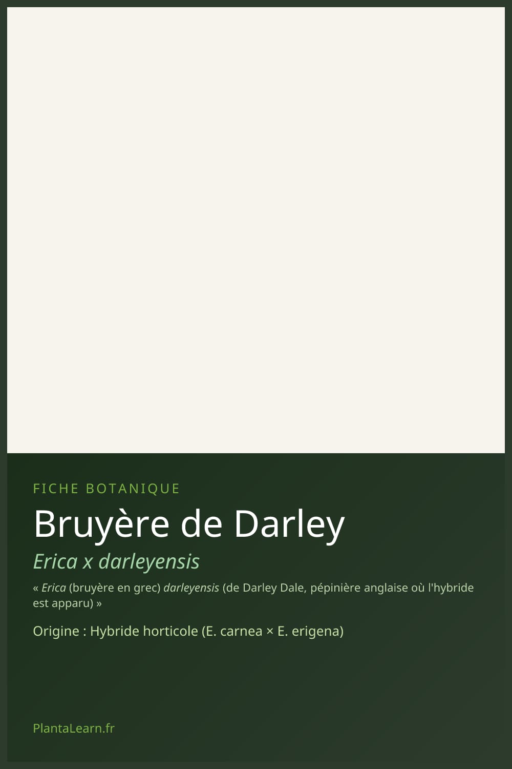 Bruyère de Darley — Pin Pinterest