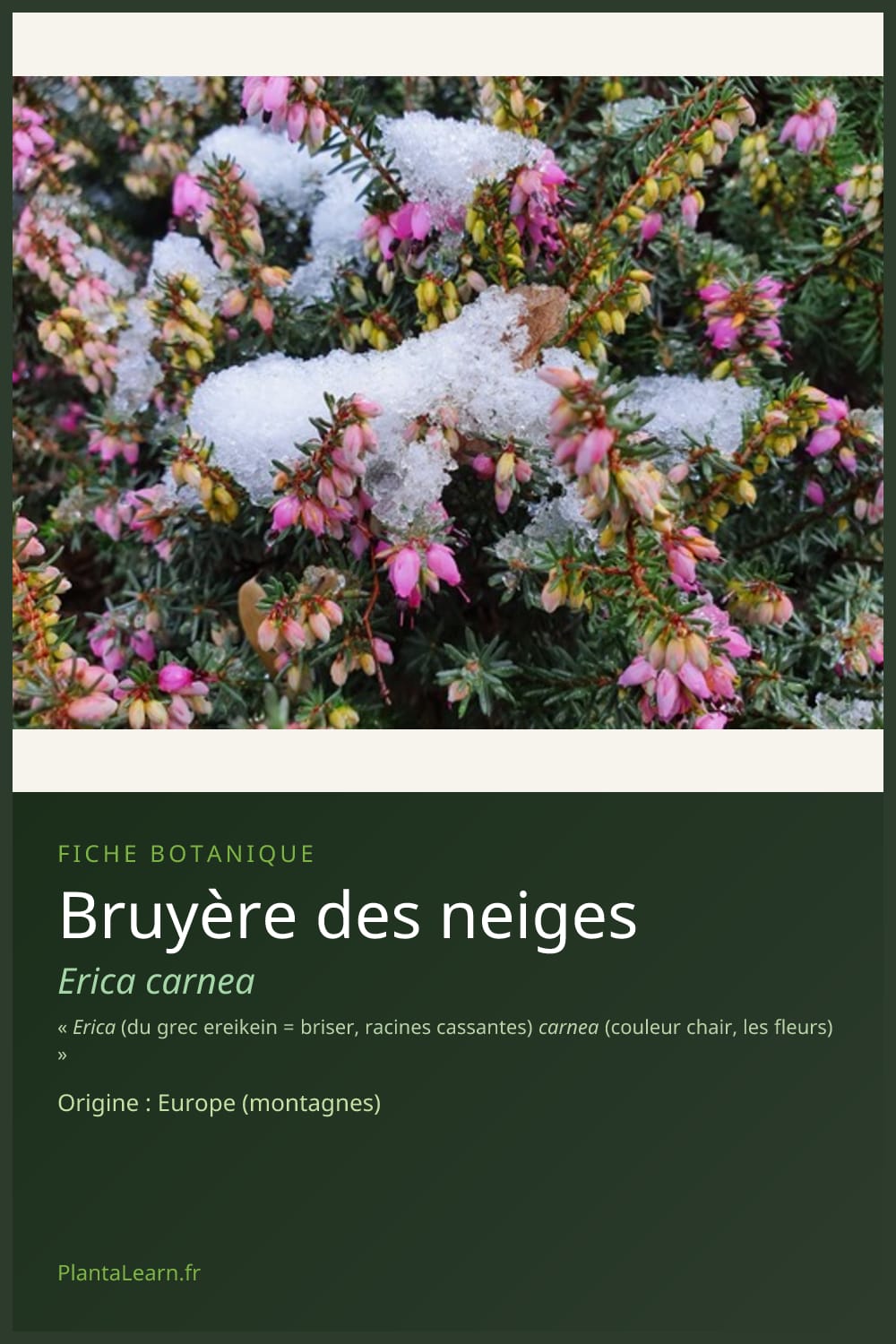 Bruyère des neiges — Pin Pinterest