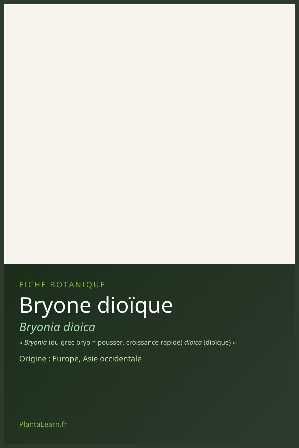 Bryone dioïque — Pin Pinterest
