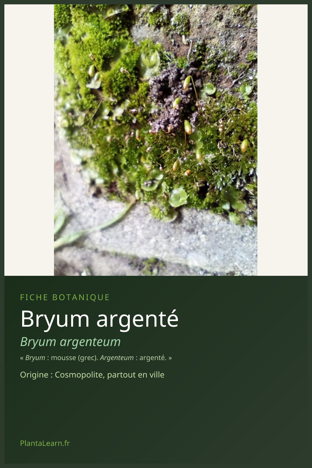 Bryum argenté — Pin Pinterest