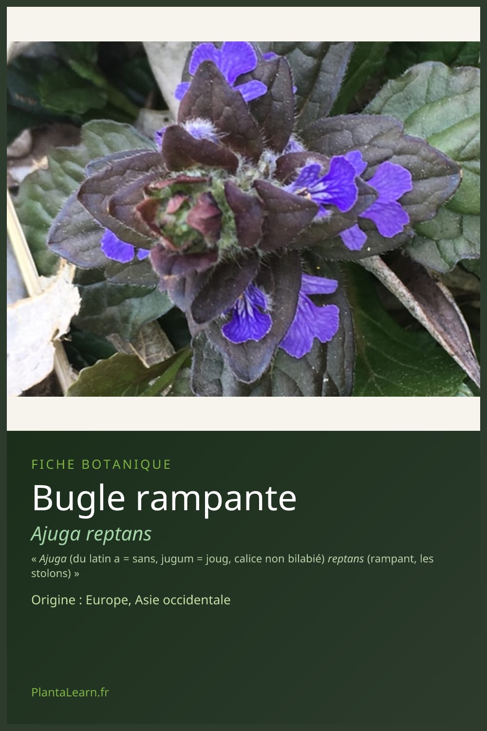 Bugle rampante — Pin Pinterest