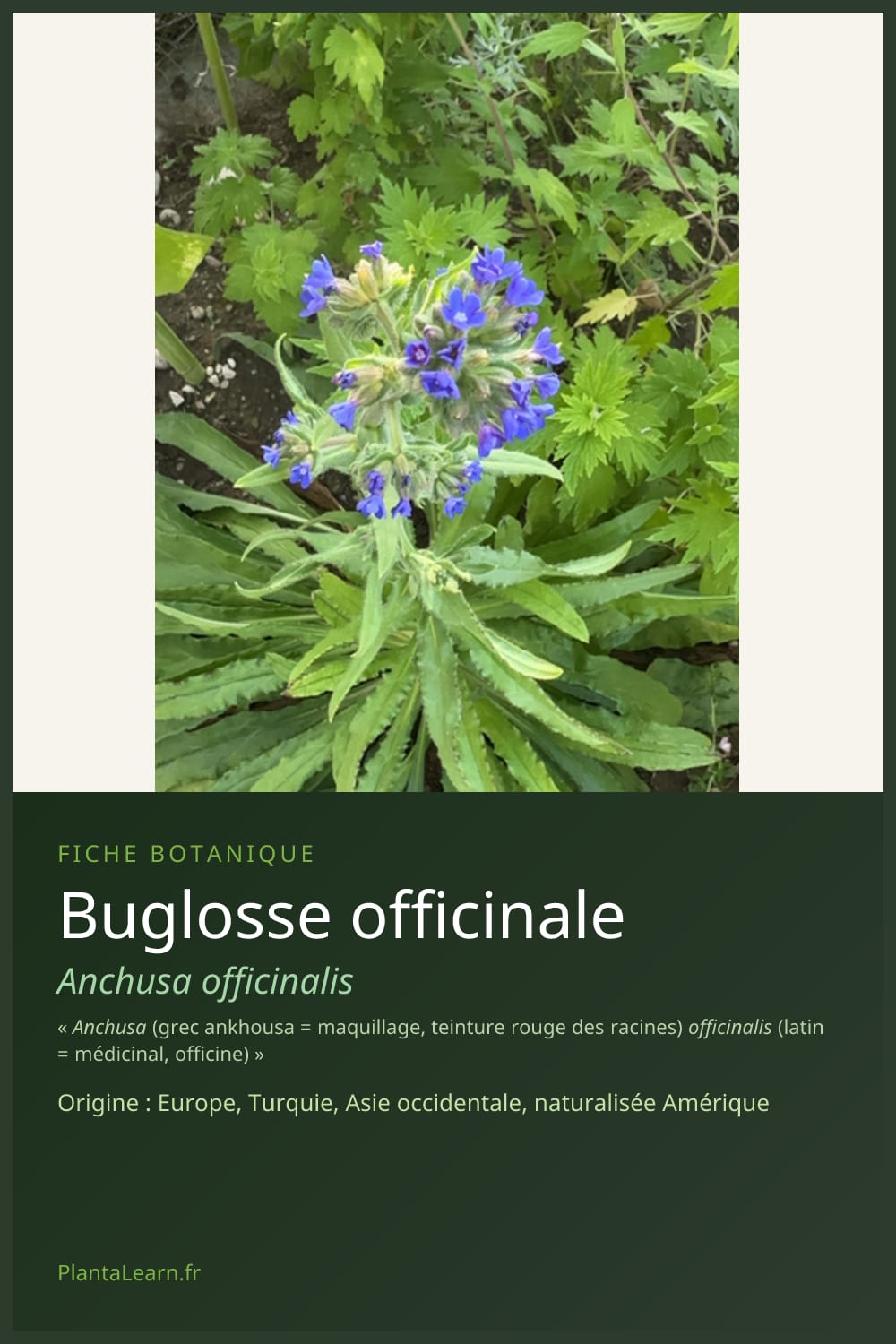 Buglosse officinale — Pin Pinterest