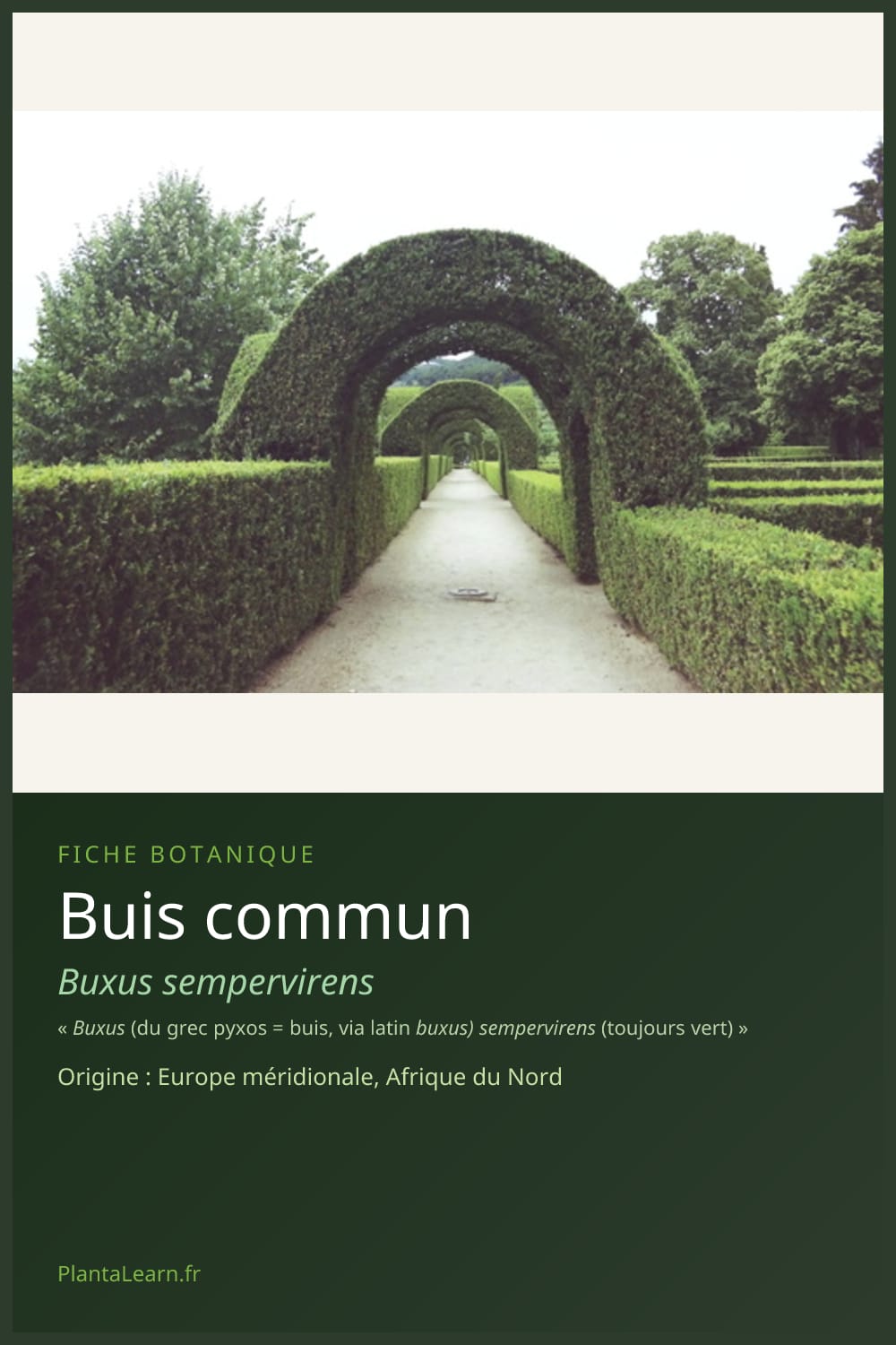 Buis commun — Pin Pinterest