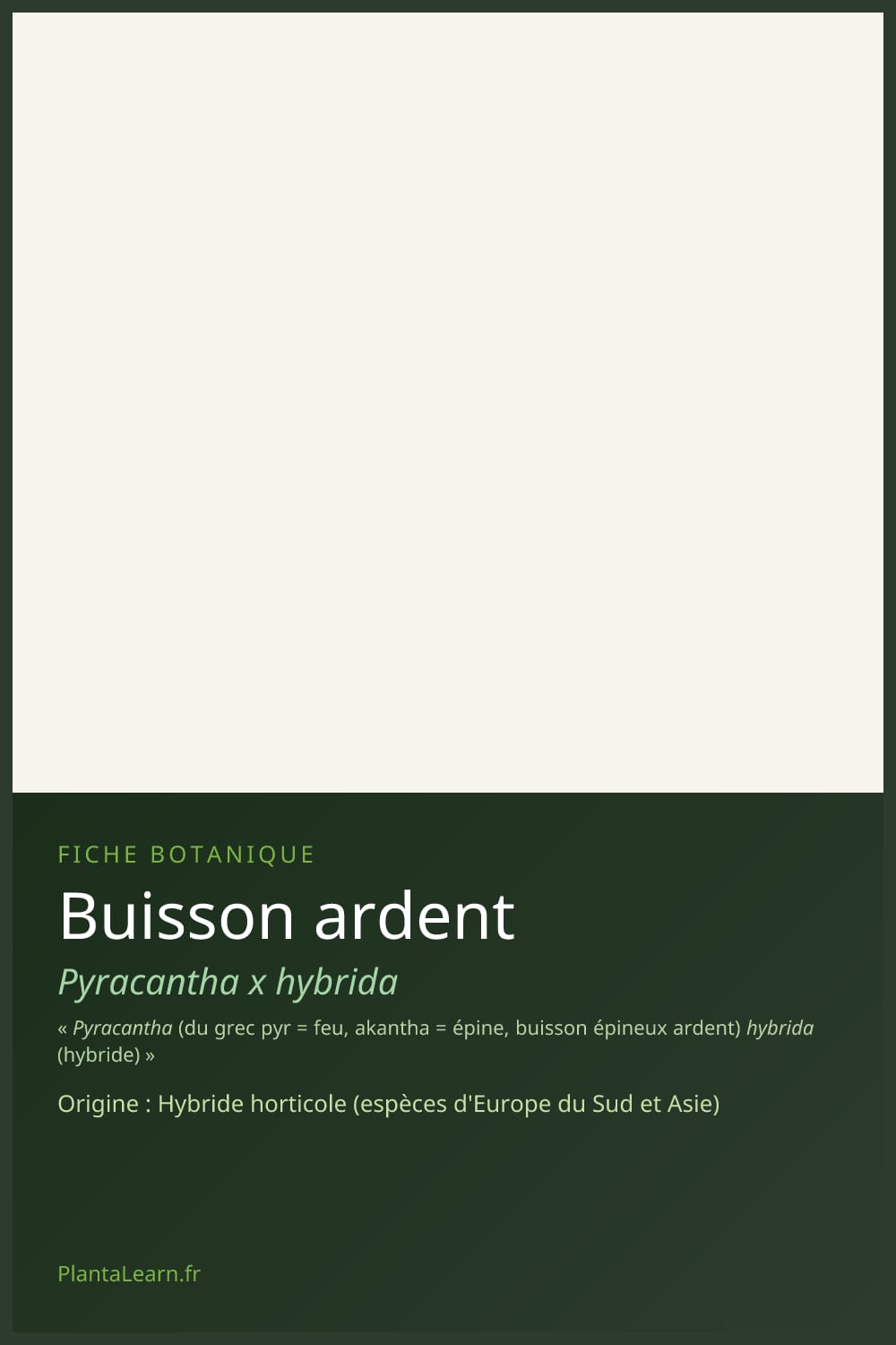 Buisson ardent — Pin Pinterest