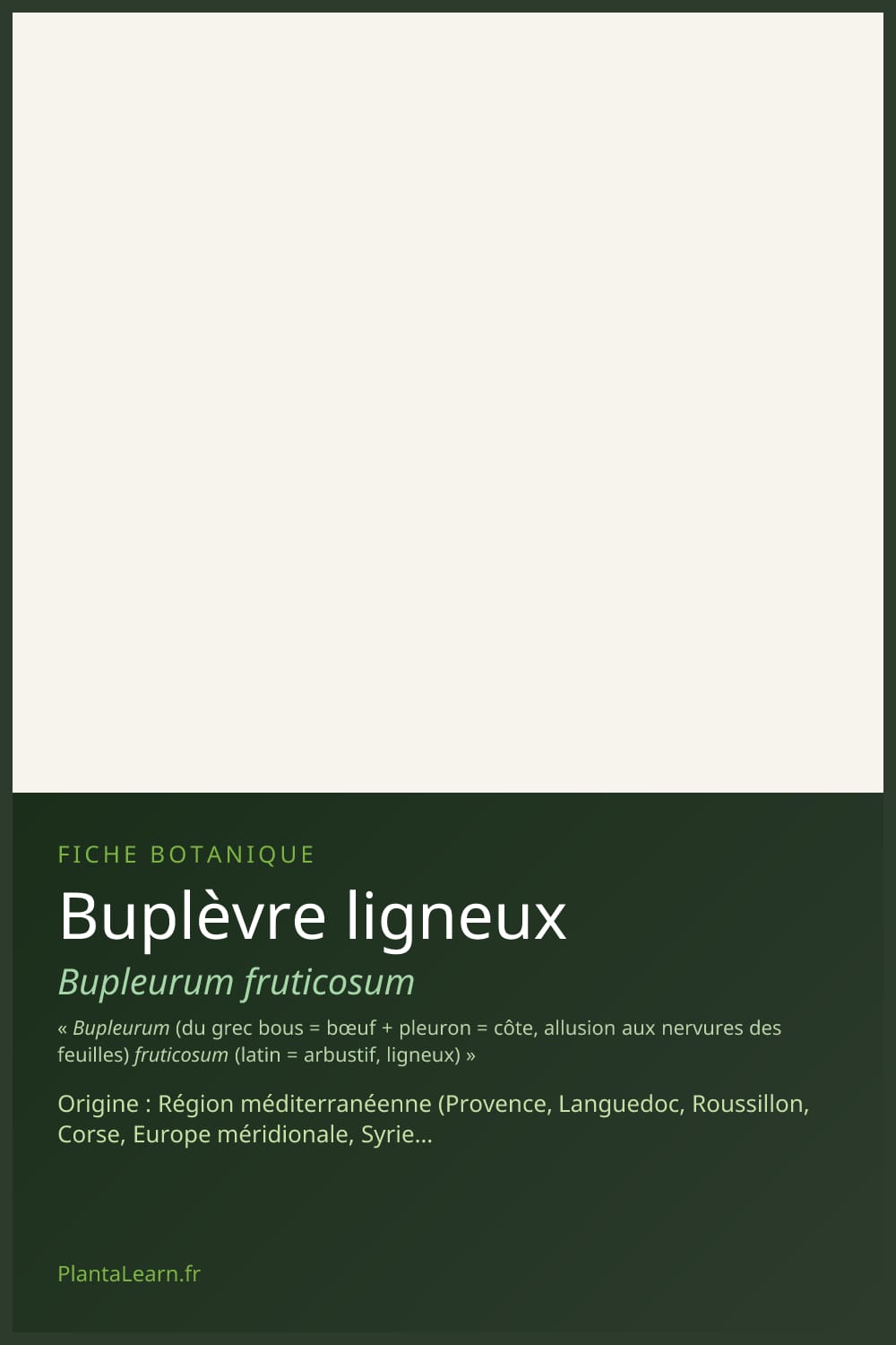 Buplèvre ligneux — Pin Pinterest