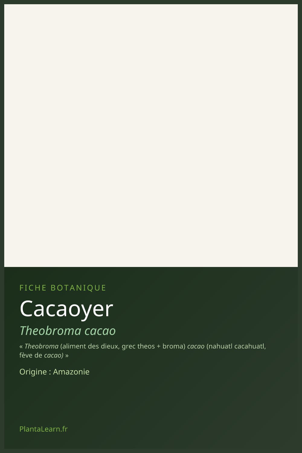 Cacaoyer — Pin Pinterest