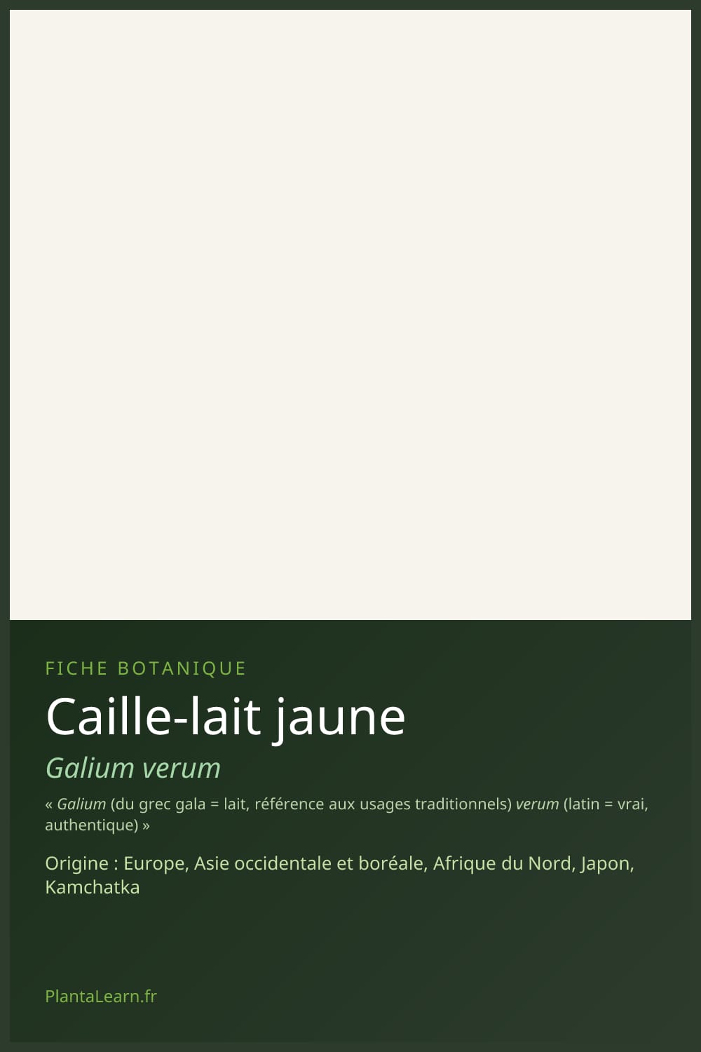 Caille-lait jaune — Pin Pinterest