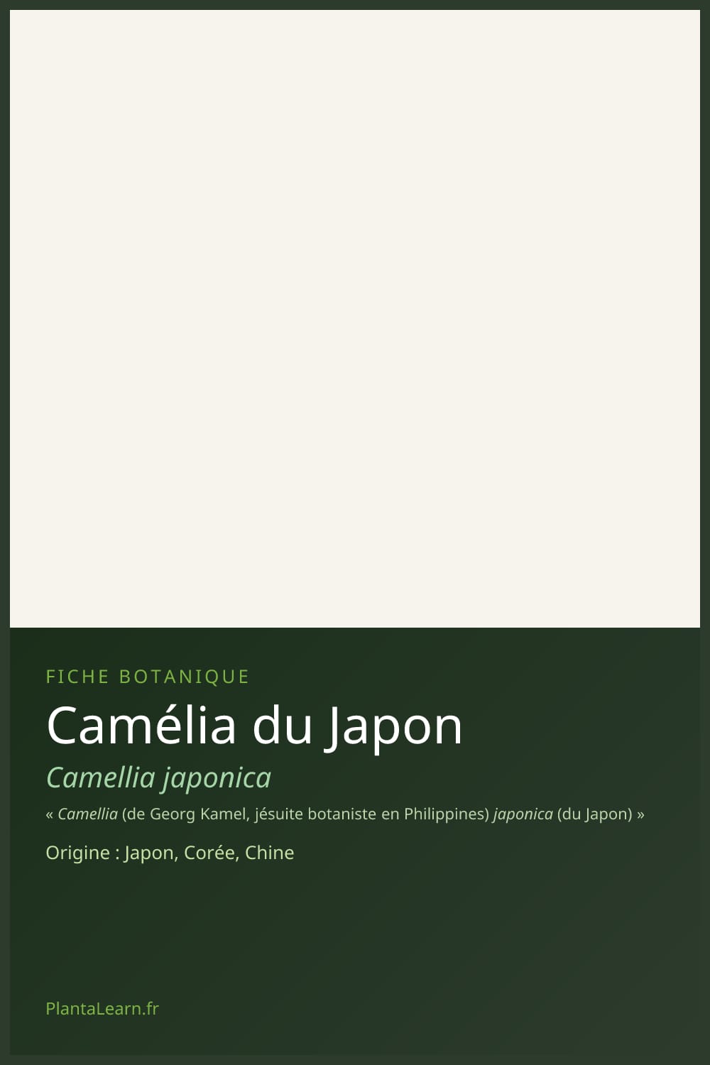Camélia du Japon — Pin Pinterest