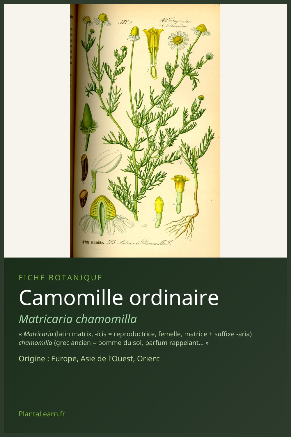 Camomille ordinaire — Pin Pinterest