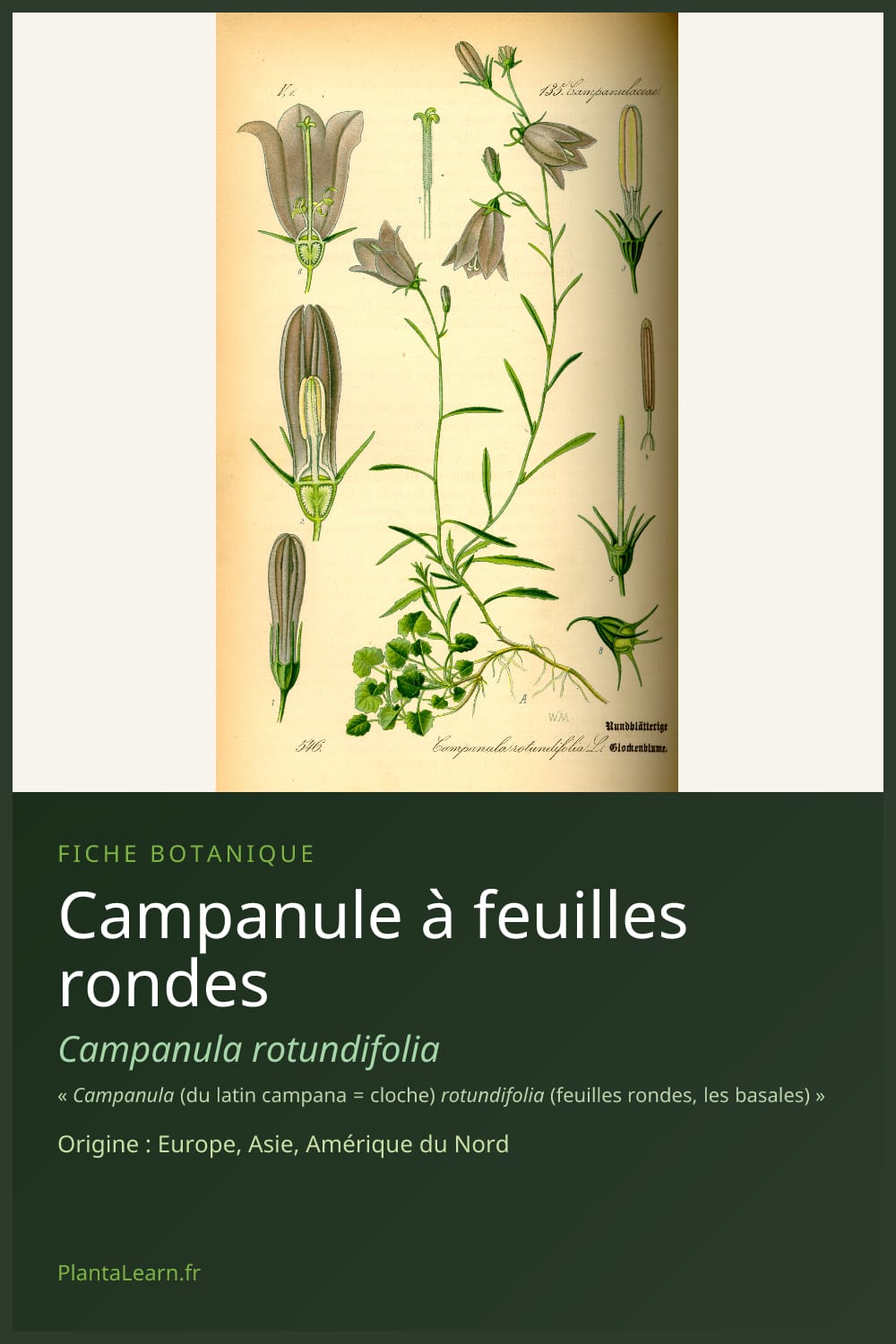 Campanule à feuilles rondes — Pin Pinterest