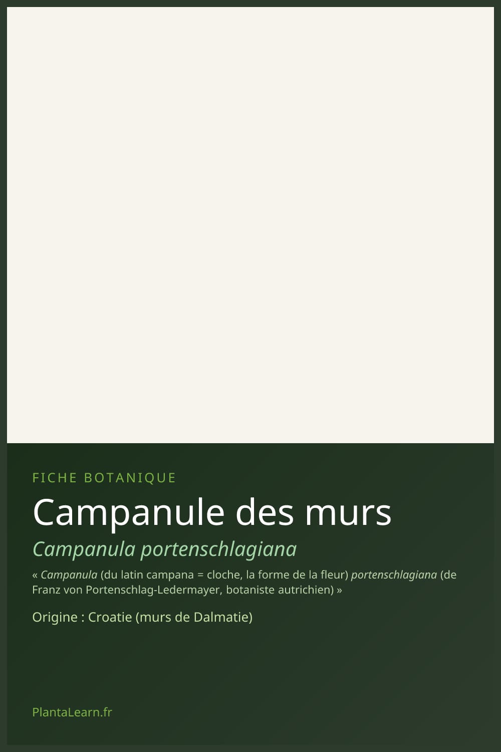 Campanule des murs — Pin Pinterest