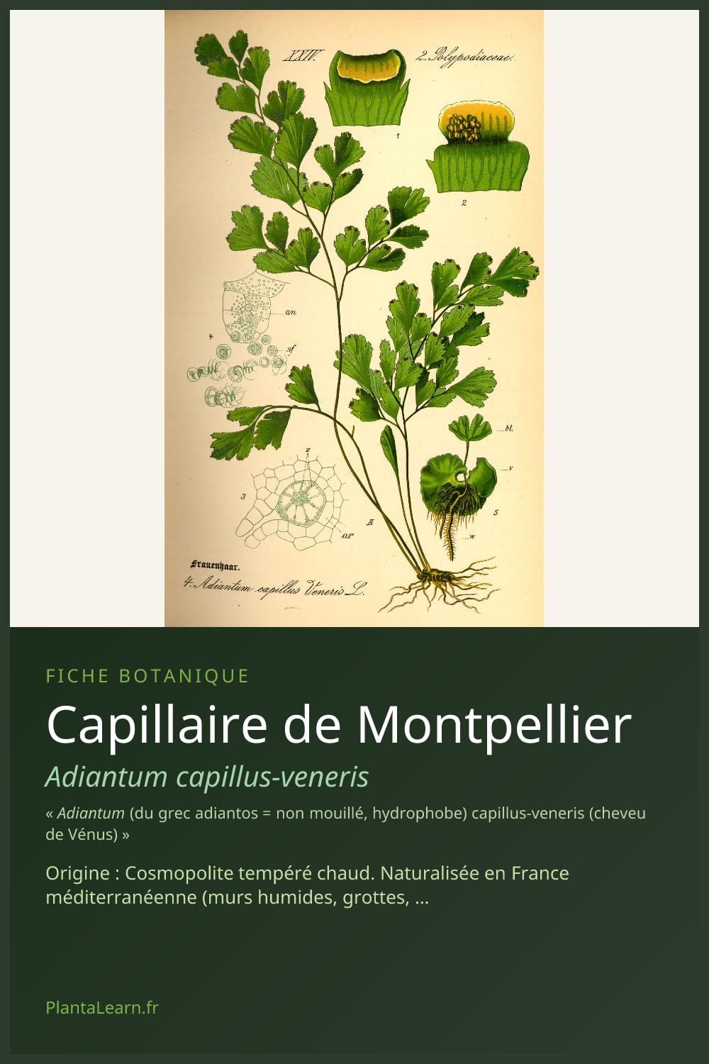 Capillaire de Montpellier — Pin Pinterest