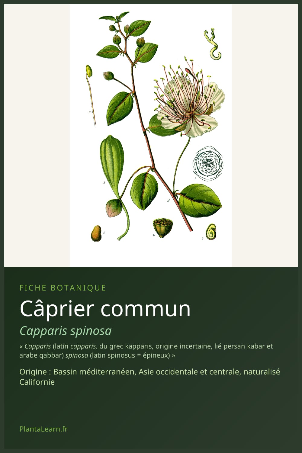 Câprier commun — Pin Pinterest