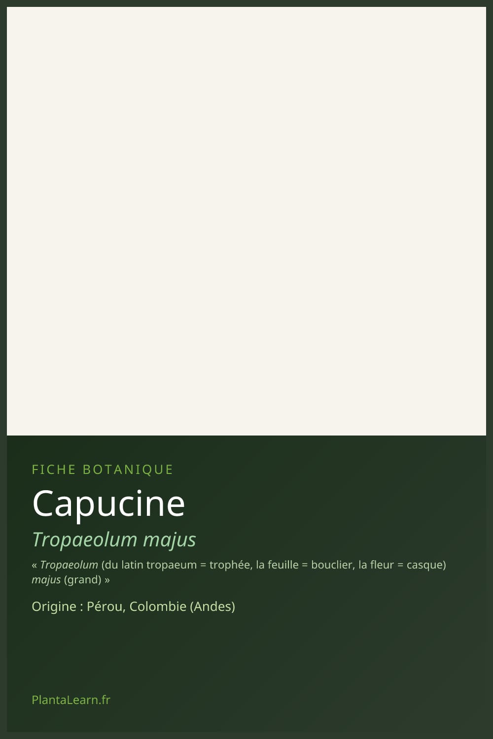 Capucine — Pin Pinterest