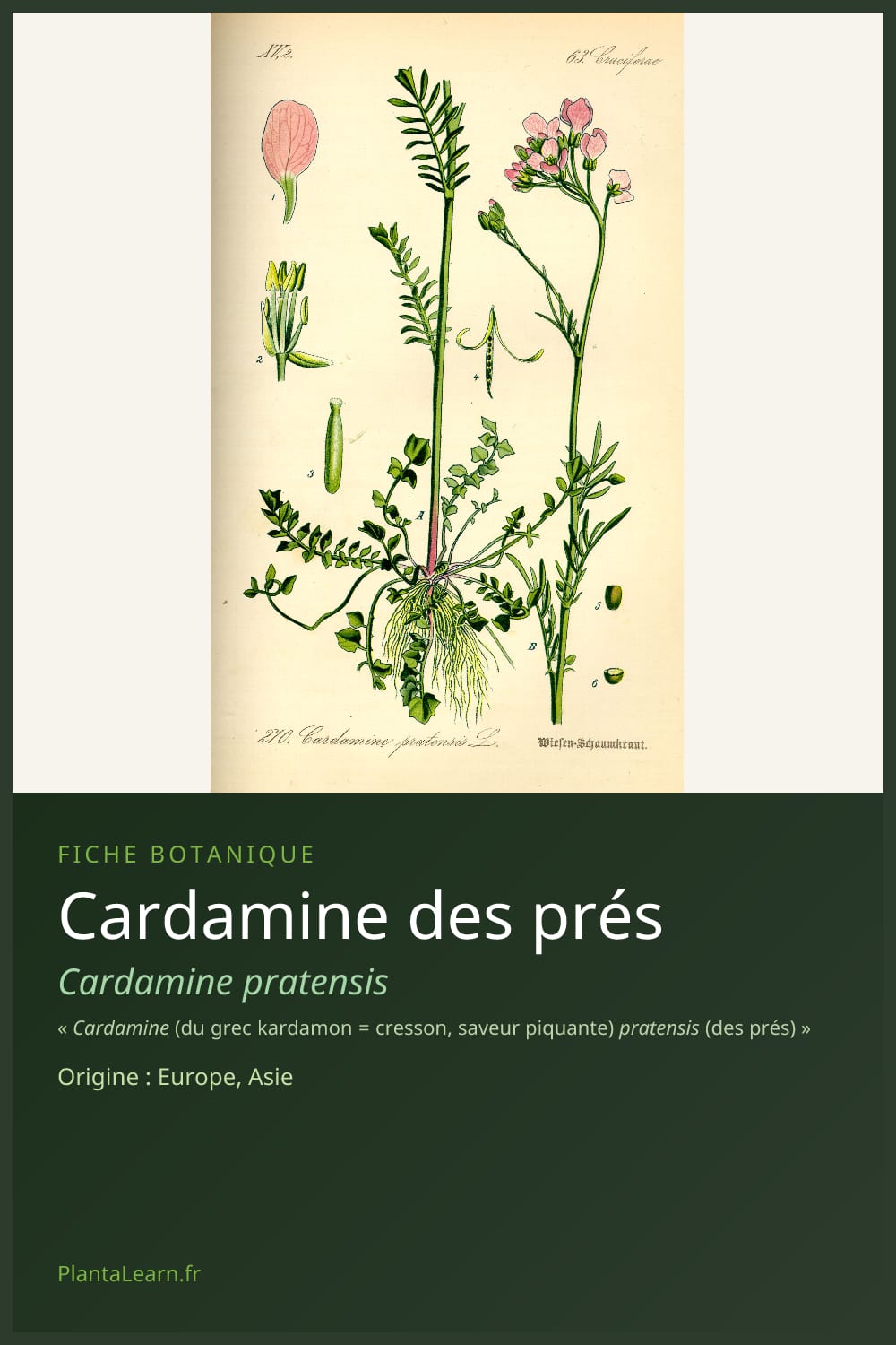 Cardamine des prés — Pin Pinterest