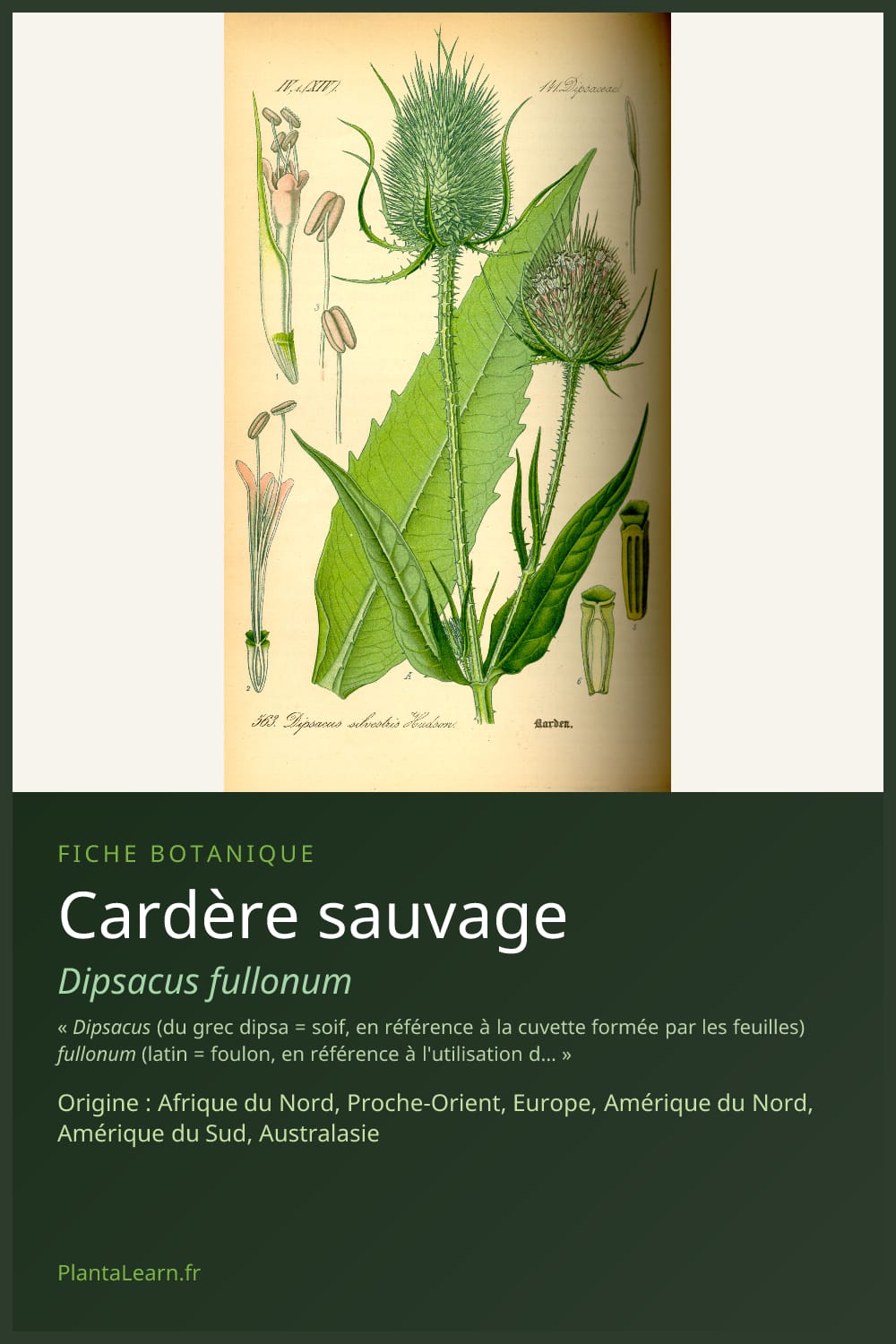 Cardère sauvage — Pin Pinterest