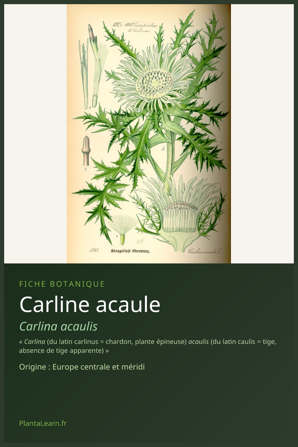 Carline acaule — Pin Pinterest