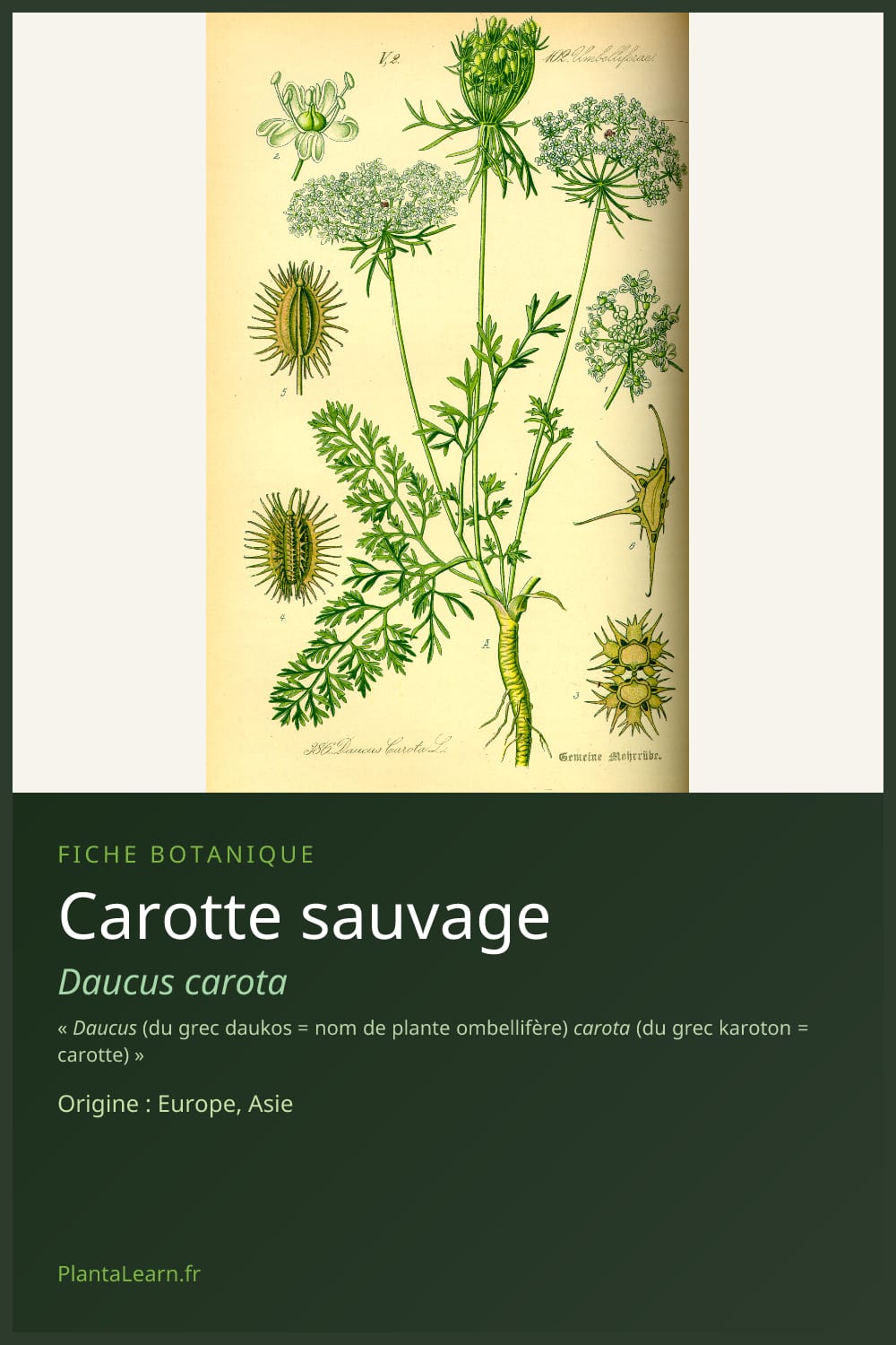 Carotte sauvage — Pin Pinterest