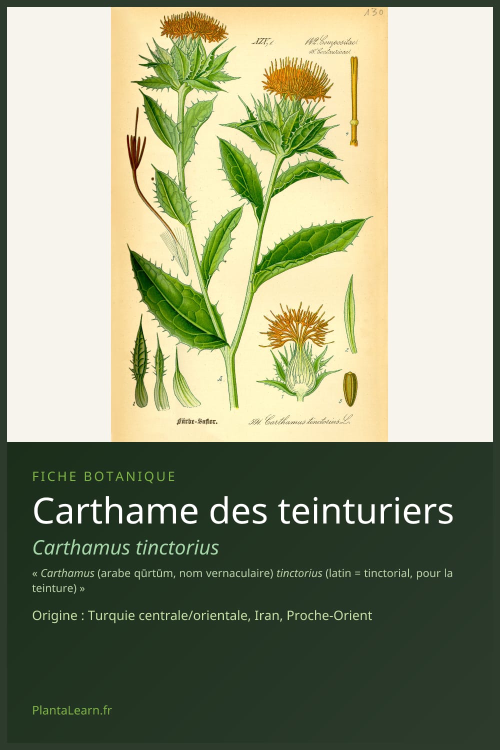 Carthame des teinturiers — Pin Pinterest