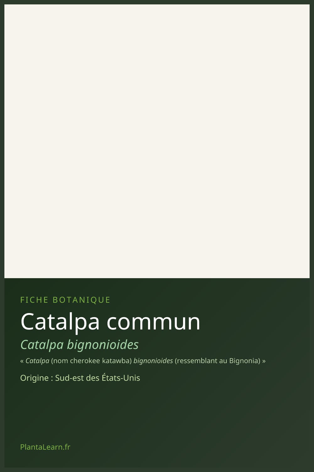 Catalpa commun — Pin Pinterest