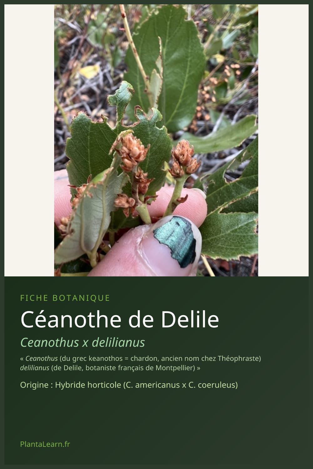 Céanothe de Delile — Pin Pinterest