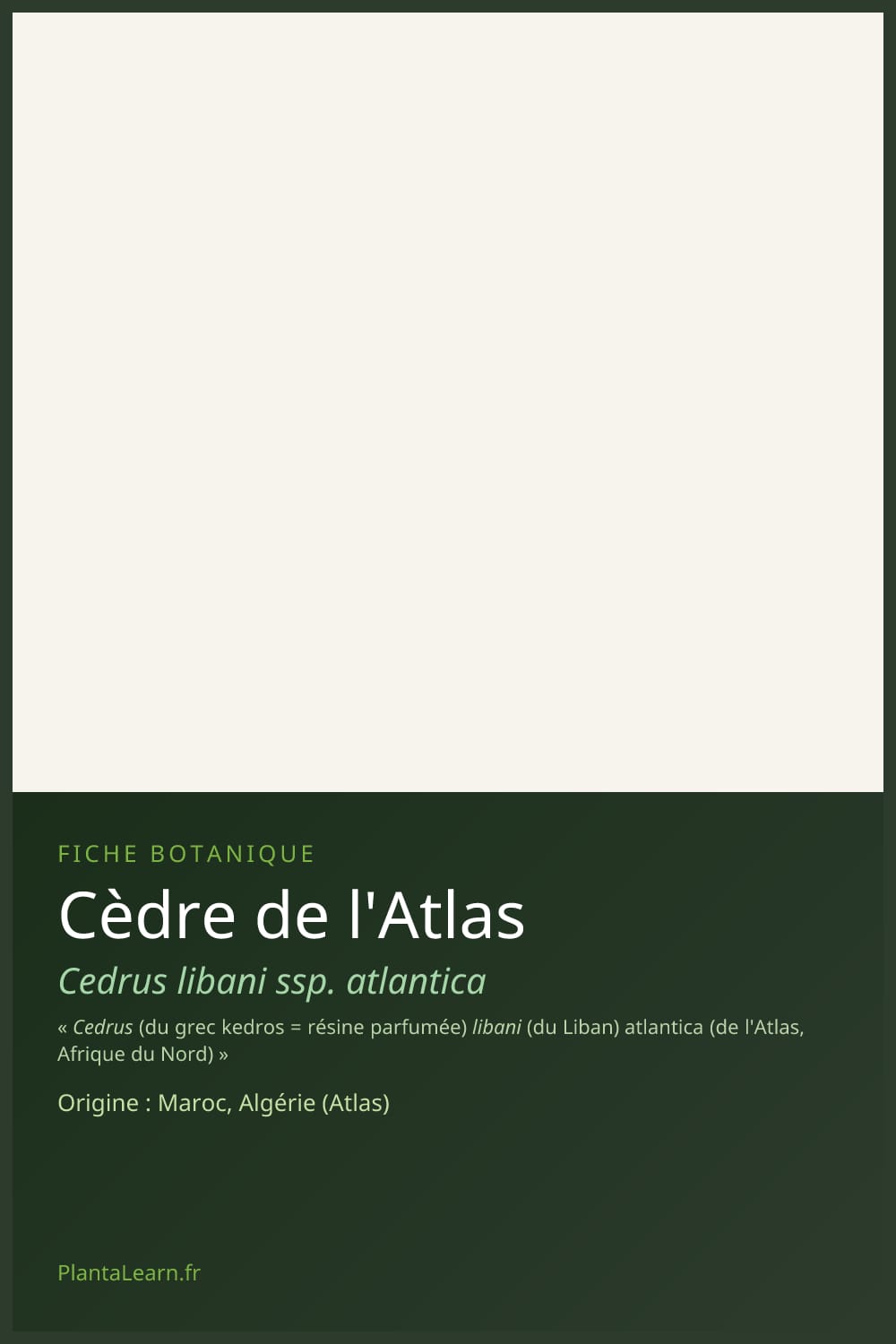Cèdre de l'Atlas — Pin Pinterest