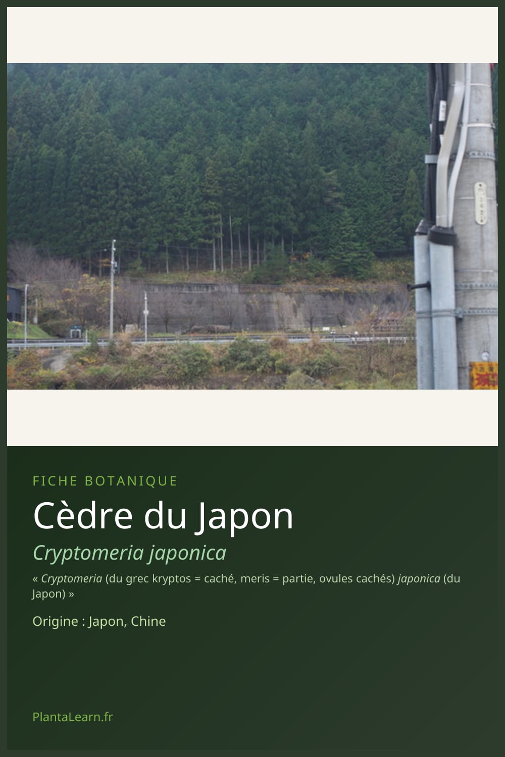 Cèdre du Japon — Pin Pinterest