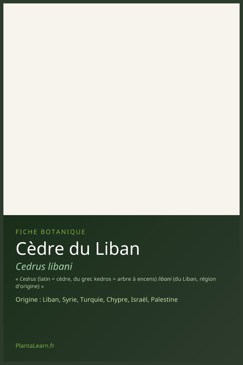 Cèdre du Liban — Pin Pinterest