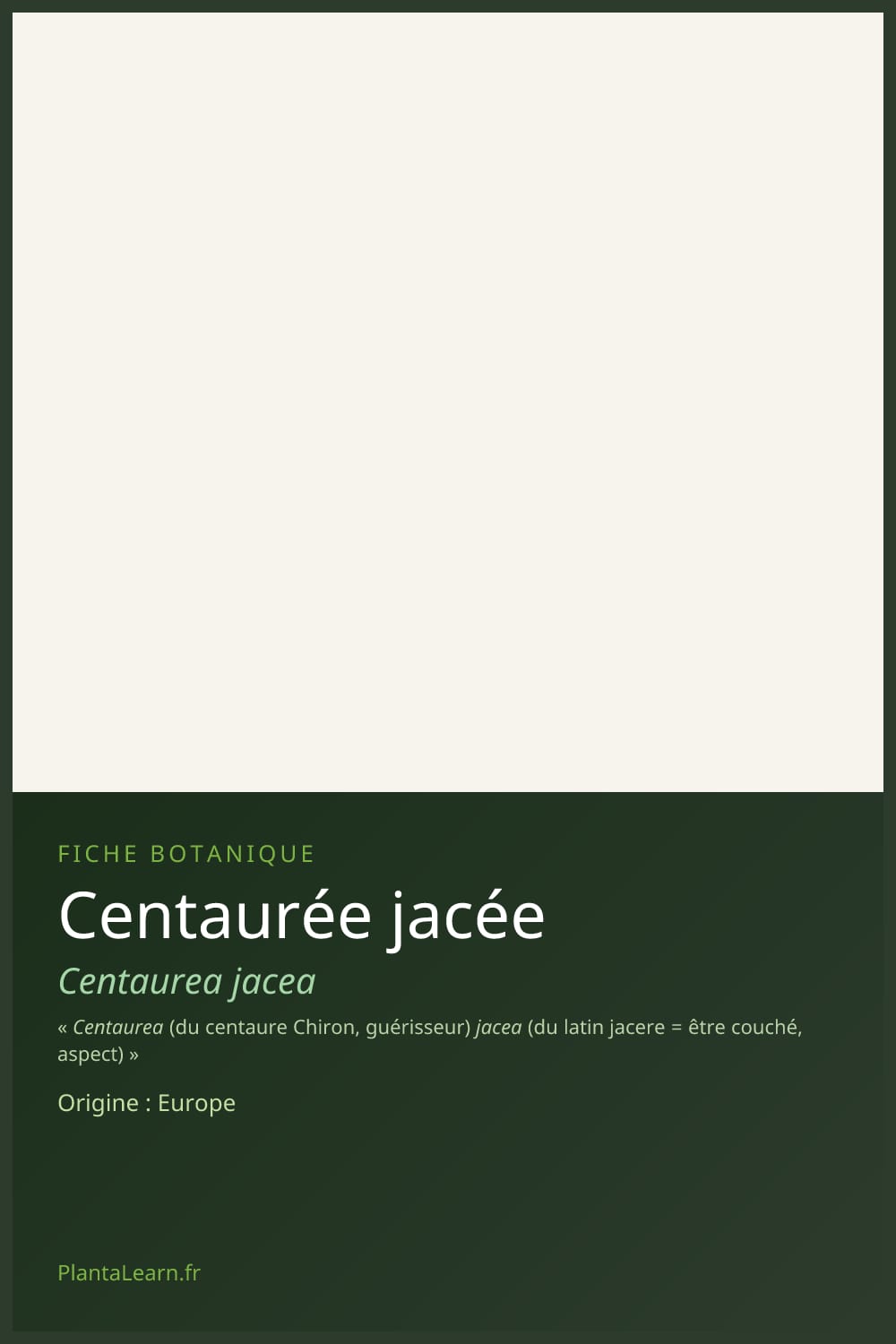 Centaurée jacée — Pin Pinterest