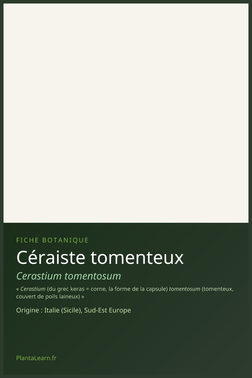 Céraiste tomenteux — Pin Pinterest