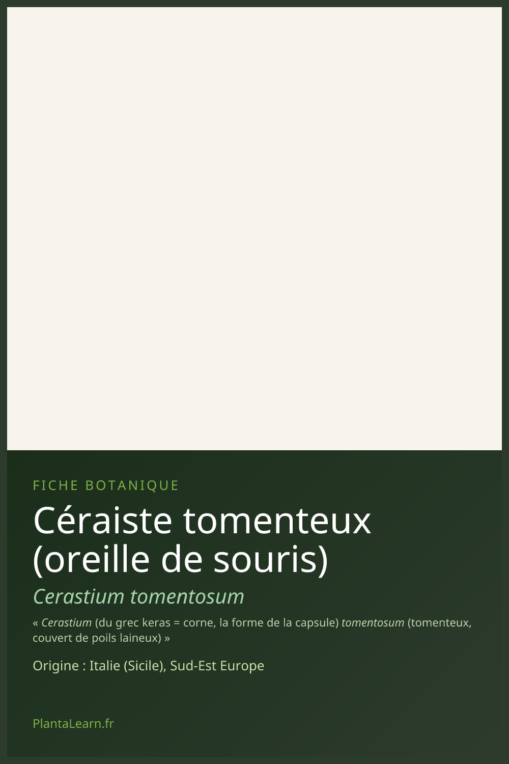 Céraiste tomenteux (oreille de souris) — Pin Pinterest