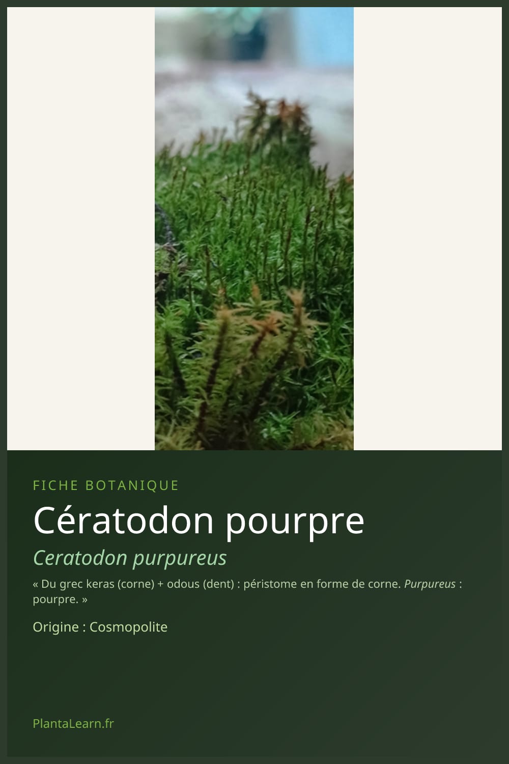 Cératodon pourpre — Pin Pinterest