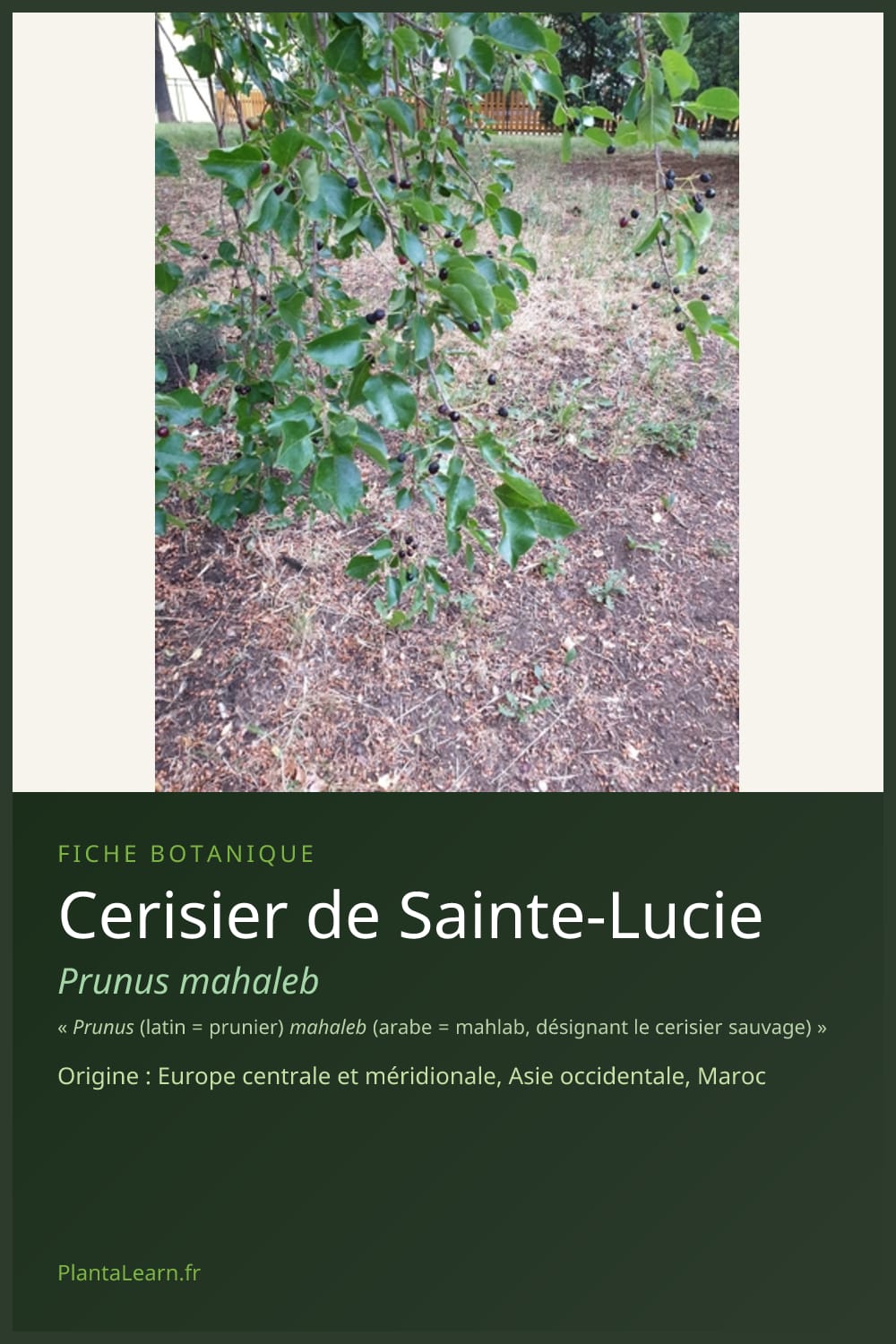 Cerisier de Sainte-Lucie — Pin Pinterest