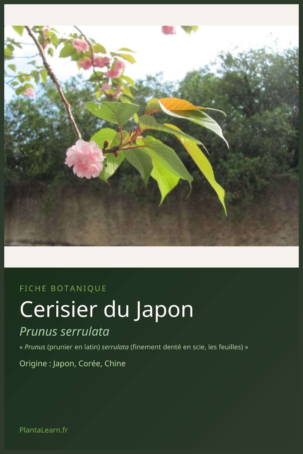 Cerisier du Japon — Pin Pinterest