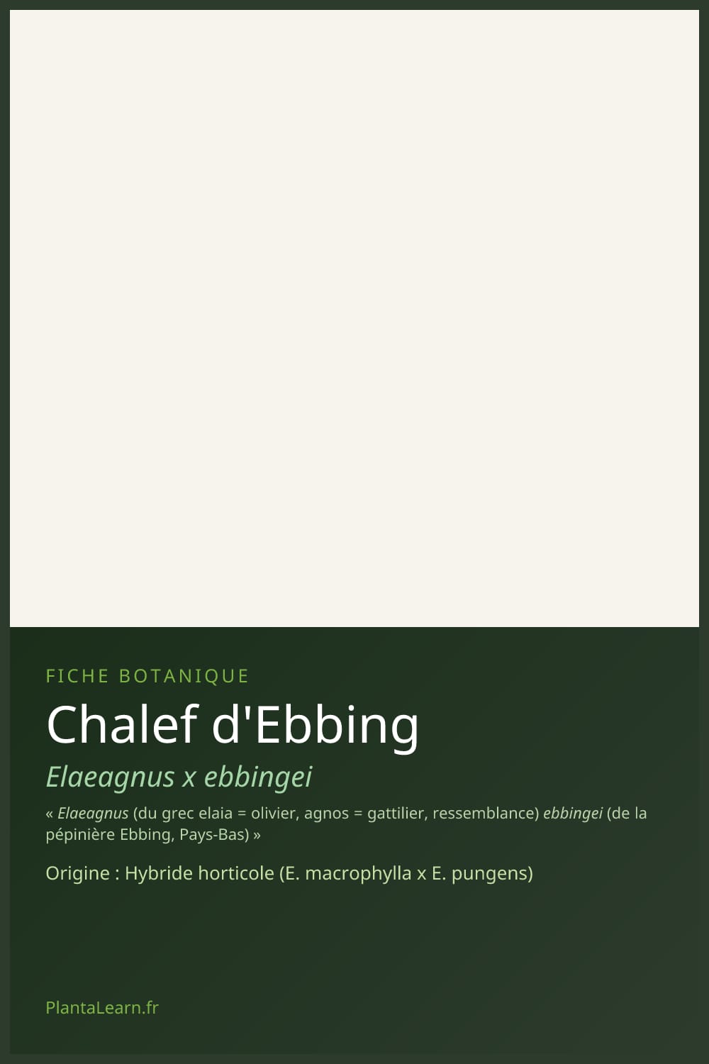 Chalef d'Ebbing — Pin Pinterest