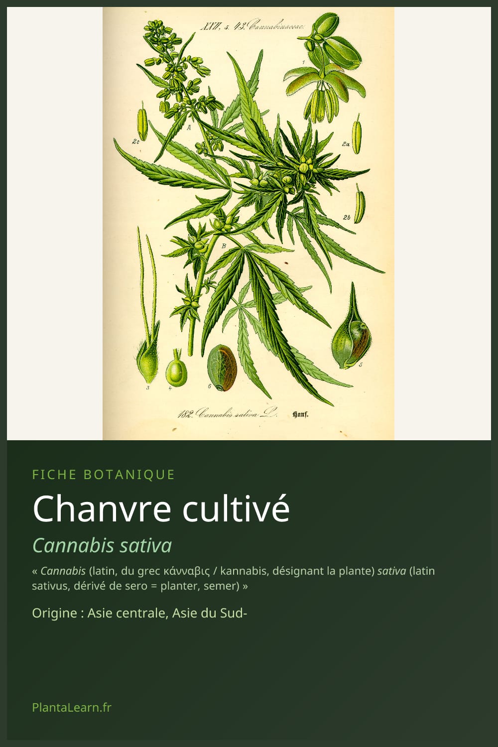 Chanvre cultivé — Pin Pinterest