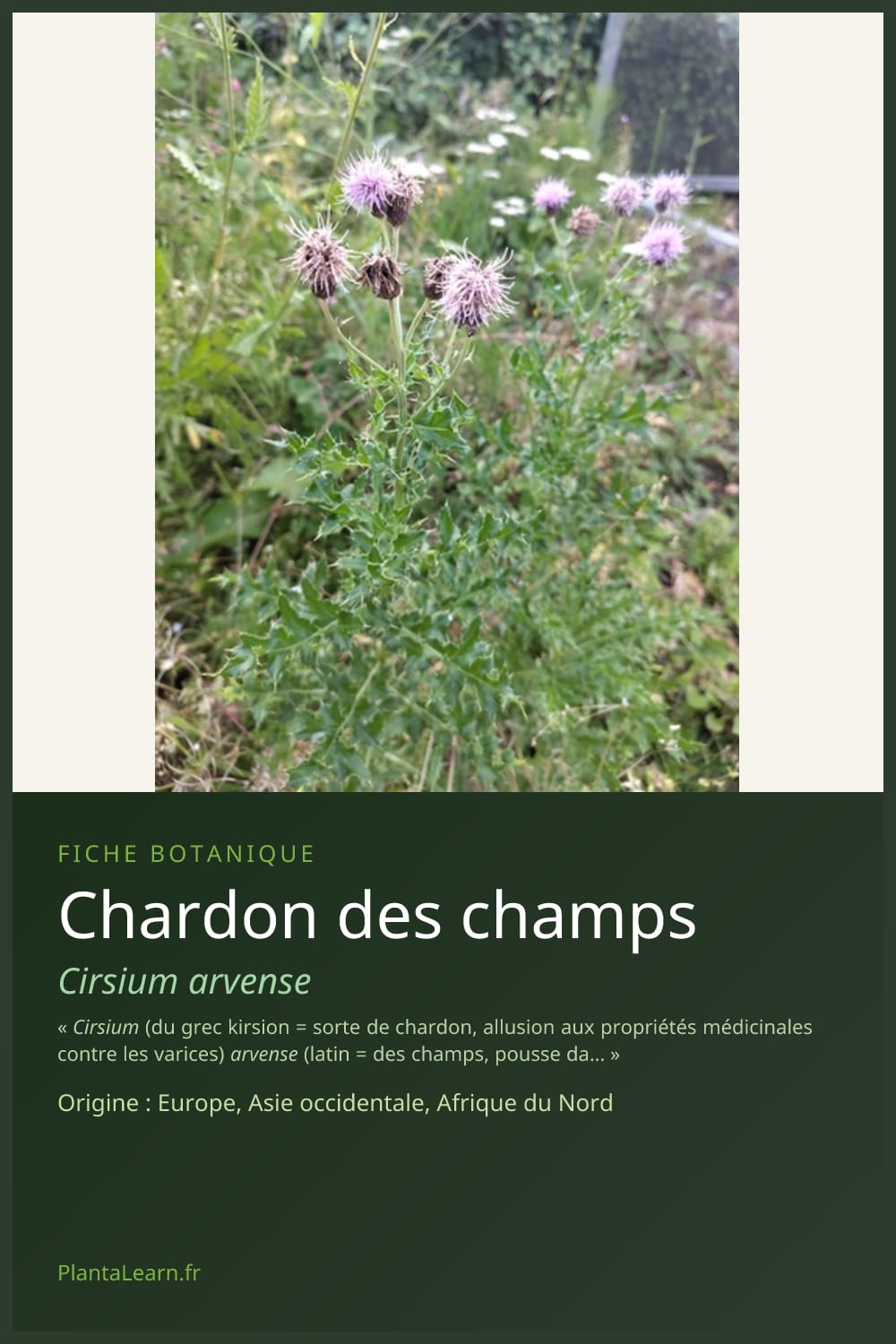 Chardon des champs — Pin Pinterest
